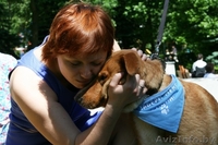 В дар! Собачка Ханка – ласковое рыжее солнышко. - Изображение #4, Объявление #303687