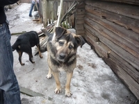 Невероятно красивый слепой пес просит Вас о помощи!!!! - Изображение #1, Объявление #300759