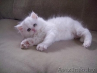 Персидские чистокровные котята,  красивые и очаровательные! Недорого! - Изображение #2, Объявление #294356