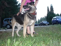 Невероятно красивый слепой пес просит Вас о помощи!!!! - Изображение #4, Объявление #300759