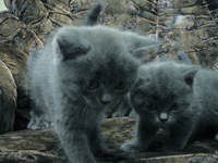 Британские короткошерстные,плюшевые котята  - Изображение #1, Объявление #297926