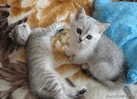 Шотландские вислоухие (скоттиш фолд) котята - Изображение #2, Объявление #298268
