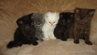Британские котята разных окрасов - Изображение #2, Объявление #297122