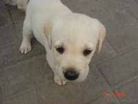 щенки лобрадора - Изображение #5, Объявление #304392