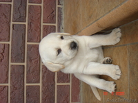 щенки лобрадора - Изображение #7, Объявление #304392