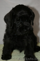 Щенки цвергшнауцера черного окраср - Изображение #2, Объявление #297829