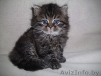 Персидские чистокровные котята, самые красивые и очаровательные!  - Изображение #3, Объявление #282998