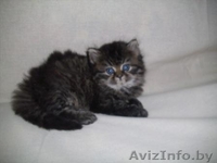 Персидские чистокровные котята, самые красивые и очаровательные!  - Изображение #4, Объявление #282998