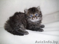 Персидские чистокровные котята,  красивые и очаровательные! Недорого! - Изображение #6, Объявление #294356