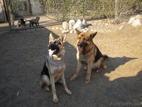 щенок немецкой овчарки - Изображение #1, Объявление #308438