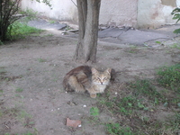 ОТДАМ КОШКУ в хорошие руки  - Изображение #2, Объявление #307439