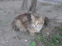 ОТДАМ КОШКУ в хорошие руки  - Изображение #1, Объявление #307439