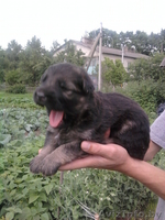 щенок немецкой овчарки - Изображение #2, Объявление #308438