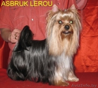   Красивый кобель йоркширского терьера приглашает невест на вязку. - Изображение #2, Объявление #297386