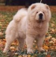 Чау- чау щенки, с отличной родословной, клеймо, от родителей-чемпионов, консульт - Изображение #3, Объявление #294558