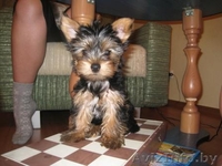 Девочка йорк мини родословная - Изображение #2, Объявление #264687