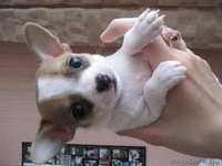 продам щека чихуахуа - Изображение #4, Объявление #297736
