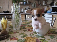 продам щека чихуахуа - Изображение #2, Объявление #297736