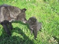 Отдам в заботливые руки - Изображение #1, Объявление #295915