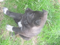 Отдам в заботливые руки - Изображение #4, Объявление #295915