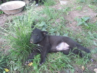 Отдам в заботливые руки - Изображение #2, Объявление #295915