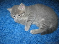 Kошечка Британская Леди - Изображение #3, Объявление #297896