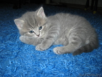 Kошечка Британская Леди - Изображение #2, Объявление #297896