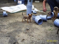 Щеночки Русского тоя - Изображение #2, Объявление #255778