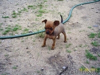 Щеночки Русского тоя - Изображение #1, Объявление #255778