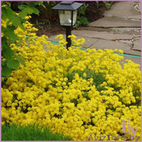 Большой выбор многолетних растений для озеленения и ландшафтного дизайна - Изображение #1, Объявление #298303