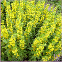 Большой выбор многолетних растений для озеленения и ландшафтного дизайна - Изображение #4, Объявление #298303