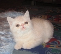 Котят породы экзотическая короткошёрстная - Изображение #2, Объявление #277026