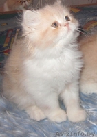 Котят породы экзотическая короткошёрстная - Изображение #3, Объявление #277026