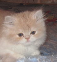 Котят породы экзотическая короткошёрстная - Изображение #1, Объявление #277026