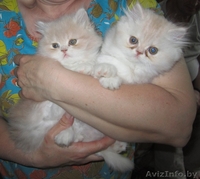 Котят породы экзотическая короткошёрстная - Изображение #4, Объявление #277026