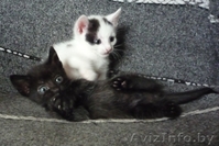 Два котенка на выбор в подарок - Изображение #2, Объявление #302854