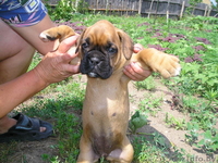 Боксера щенка, рыжий, возраст 1 мес. - Изображение #2, Объявление #303099