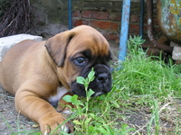 Боксера щенка, рыжий, возраст 1 мес. - Изображение #1, Объявление #303099