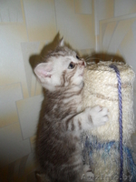 Элитные британские короткошерстные котята с документами (окрас вискас) - Изображение #2, Объявление #284952