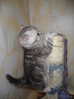 Элитные британские короткошерстные котята с документами (окрас вискас) - Изображение #3, Объявление #284952