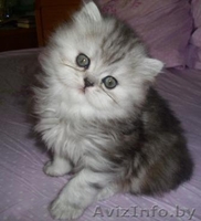 Персидские чистокровные котята, самые красивые и очаровательные!  - Изображение #5, Объявление #282998