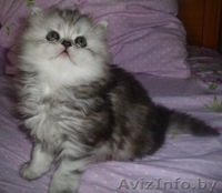 Персидские чистокровные котята, самые красивые и очаровательные!  - Изображение #6, Объявление #282998