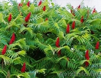 Декоративные кустарники - Изображение #6, Объявление #299301