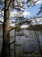 Продаю УНИКАЛЬНЫЙ обособленный участок  В ЛЕСУ на берегу  реки рядом с озёрами. - Изображение #8, Объявление #298969