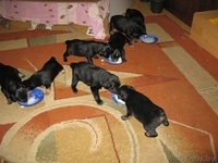 Продаются щенки кокер-спаниеля ДЕШЕВО !!! - Изображение #1, Объявление #326911