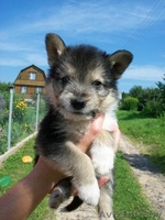 Отдам щенков в добрые руки!!! - Изображение #1, Объявление #327047