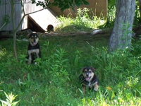 Отдам щенков в добрые руки!!! - Изображение #2, Объявление #327047