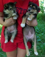 Отдам щенков в добрые руки!!! - Изображение #3, Объявление #327047