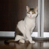 Озорной котик ищет настоящего хозяина! - Изображение #2, Объявление #317926