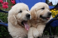 Золотистый ретривер! Щенки! Минск! - Изображение #1, Объявление #327090